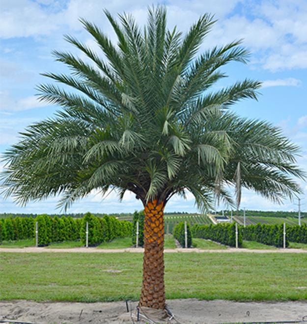 Palm trees care in a residential landscape