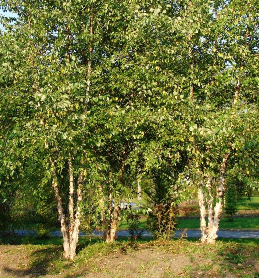 River birch care in a residential landscape